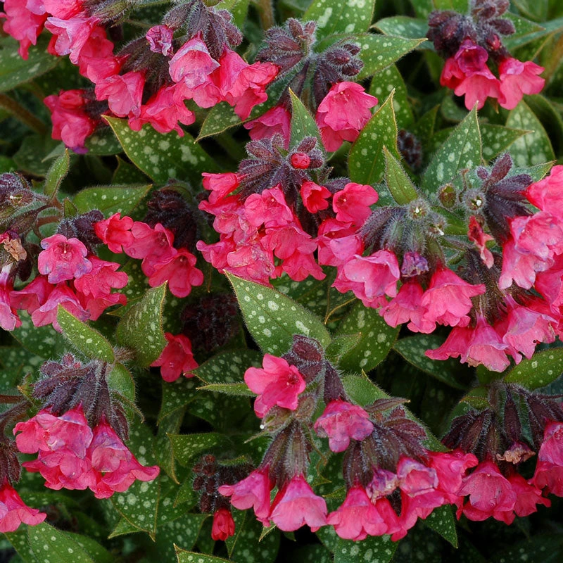 'Shrimp On The Barbie' Lungwort 3 'Shrimp On The Barbie' Lungwort - Image 3