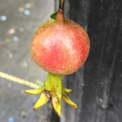 Peppy Le Pom™ Pomegranate -Flower Shop Punica Peppy Le Pom 3 L