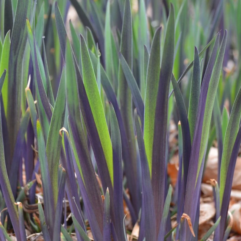 'Purple Flame' Blue Flag Iris 2 'Purple Flame' Blue Flag Iris - Image 2