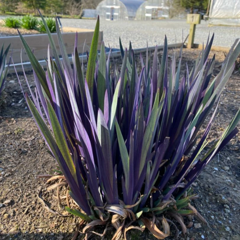 'Purple Flame' Blue Flag Iris 3 'Purple Flame' Blue Flag Iris - Image 3