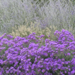 'Purple Dome' New England Aster -Flower Shop Purple Dome Aster
