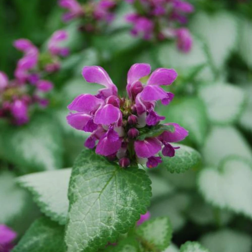 Purple Dragon Dead Nettle (Lamium) 1 Purple Dragon Dead Nettle (Lamium)