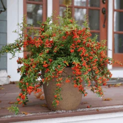 Berry Box™ Pyracomeles -Flower Shop PyracomelesBerryBoxP1117266 1080x1080 8244075