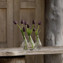 'Queen Of Night' Tulip -Flower Shop QueenofNightTulip