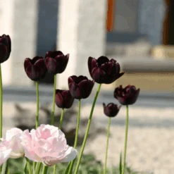 'Queen Of Night' Tulip -Flower Shop QueenofNightTulip 2