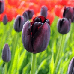 'Queen Of Night' Tulip -Flower Shop QueenofNightTulip 5