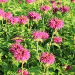 'Raspberry Wine' Bee Balm (Monarda) 5 'Raspberry Wine' Bee Balm (Monarda) -Flower Shop RaspberryWineBeeBal