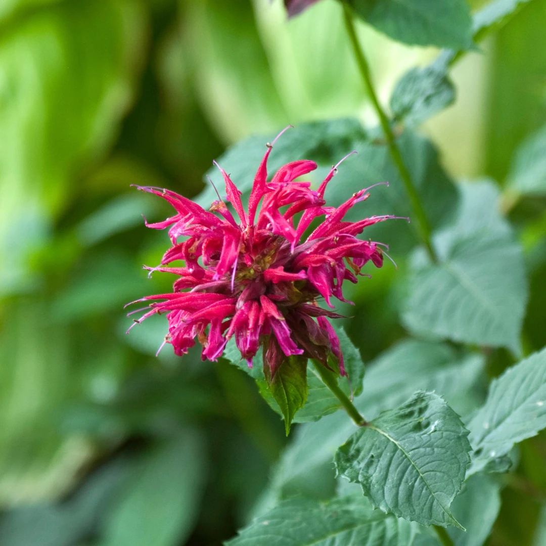 'Raspberry Wine' Bee Balm (Monarda) 2 'Raspberry Wine' Bee Balm (Monarda) - Image 2