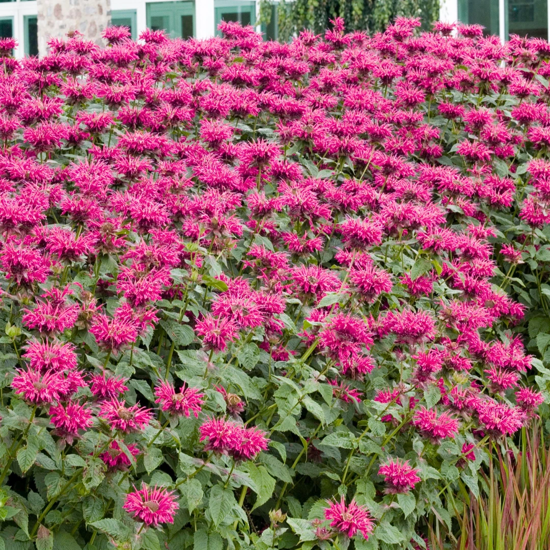 'Raspberry Wine' Bee Balm (Monarda) 1 'Raspberry Wine' Bee Balm (Monarda)
