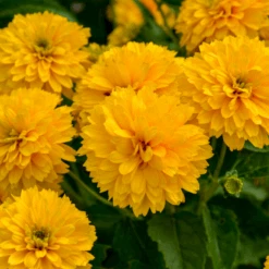 'Rays For Days' False Sunflower (Heliopsis)
