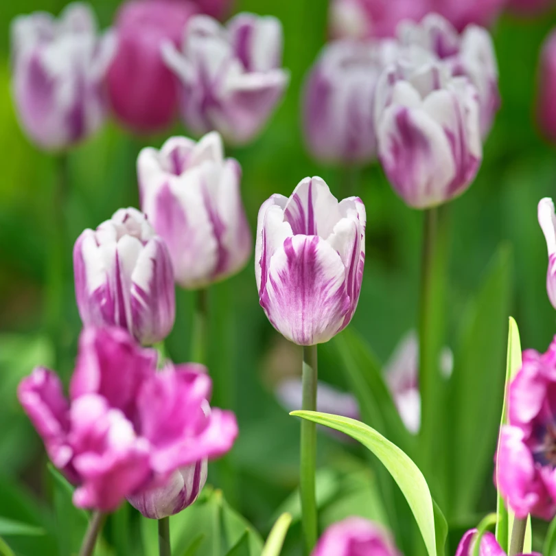 'Rem's Favorite' Triumph Tulip 1 'Rem's Favorite' Triumph Tulip