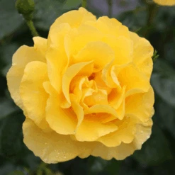 Reminiscent® Yellow Rose -Flower Shop Reminiscent YellowGardenRose