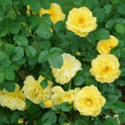 Reminiscent® Yellow Rose -Flower Shop Reminiscent YellowGardenRose 1
