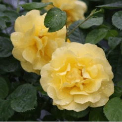 Reminiscent® Yellow Rose -Flower Shop Reminiscent YellowGardenRose 4