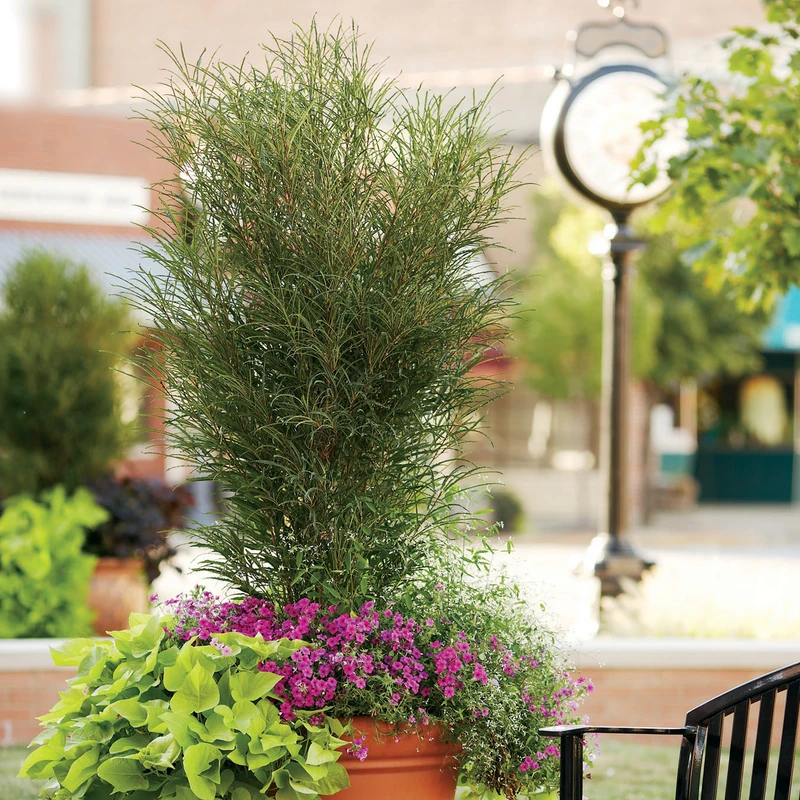 Fine Line® Rhamnus 2 Fine Line® Rhamnus - Image 2