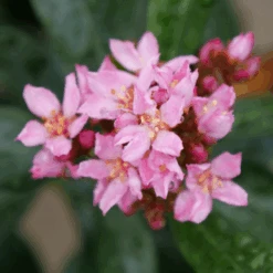 La Vida Grande™ Indian Hawthorn -Flower Shop RhaphiolepisLaVidaGrandeP1075031 800x800 b1236b4