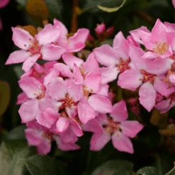 La Vida Mas™ Indian Hawthorn -Flower Shop RhaphiolepisLaVidaMsP1001763 800x800 bae5ef5