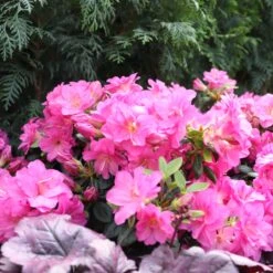 Perfecto Mundo® Double Purple Reblooming Azalea -Flower Shop Rhododendron Perfecto Mundo Double Purple sq