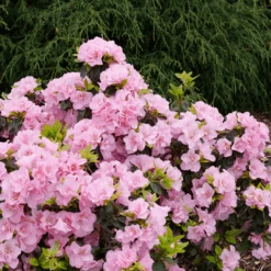 Perfecto Mundo® Double Pink Reblooming Azalea -Flower Shop RhododendronPerfectoMundoDoublePinkP1037880 800x800 cf84c72