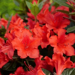 Perfecto Mundo® Orange Reblooming Azalea