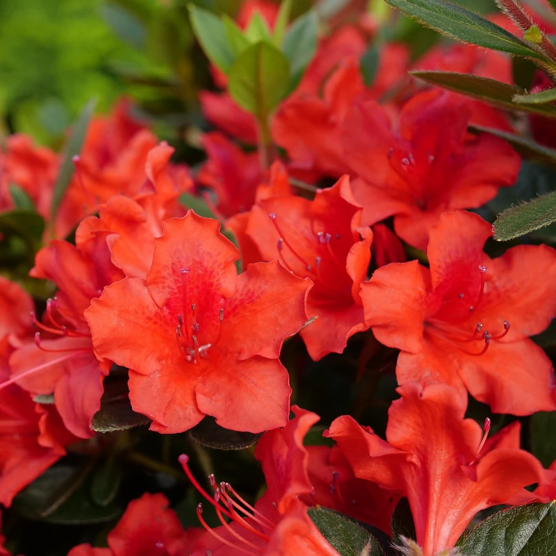 Perfecto Mundo® Orange Reblooming Azalea 1 Perfecto Mundo® Orange Reblooming Azalea