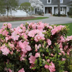 Perfecto Mundo Pink Carpet™Reblooming Azalea 8 Perfecto Mundo Pink Carpet™Reblooming Azalea -Flower Shop RhododendronPerfectoMundoPinkCarpetIMG 0631 800x800 0ea7d29