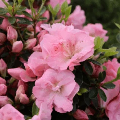 Perfecto Mundo Pink Carpet™Reblooming Azalea 7 Perfecto Mundo Pink Carpet™Reblooming Azalea -Flower Shop RhododendronPerfectoMundoPinkCarpetIMG 0641 800x800 6a0c32b