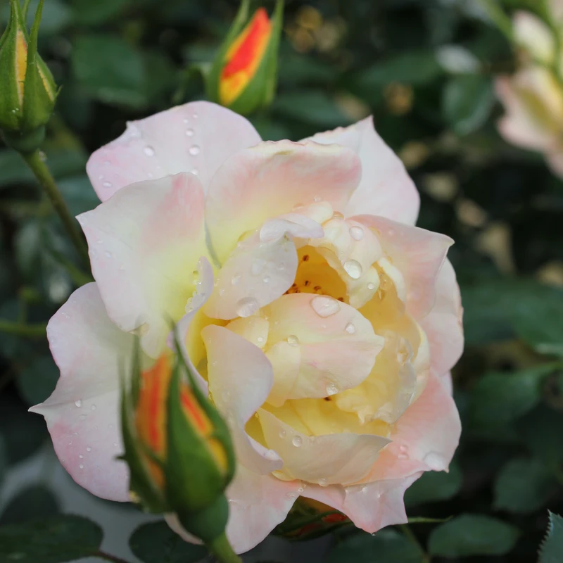 Oso Easy Italian Ice® Rose 2 Oso Easy Italian Ice® Rose - Image 2