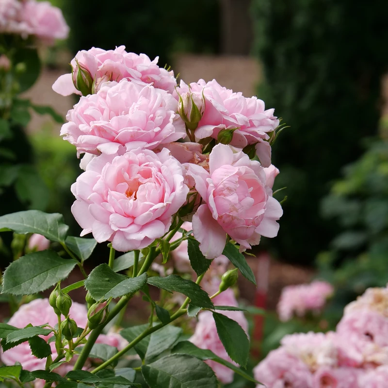 Reminiscent™ Pink Rose 4 Reminiscent™ Pink Rose - Image 4