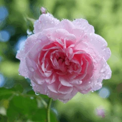 Reminiscent™ Pink Rose 7 Reminiscent™ Pink Rose -Flower Shop RosaReminiscentPinkP1094438 800x800 002b007