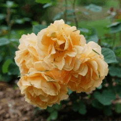 Rise Up Amberness™ Climbing Rose -Flower Shop RosaRiseUpAmbernessDSC09017 800x800 6ca8a6a