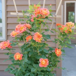 Rise Up Emberays™ Climbing Rose -Flower Shop RosaRiseUpEmberaysP1184672 1080x1080 5f6a7b4
