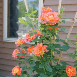 Rise Up Emberays™ Climbing Rose -Flower Shop RosaRiseUpEmberaysP1184697 1080x1080 0fee0c8