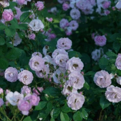 Rise Up Lilac Days™ Climbing Rose -Flower Shop RosaRiseUpLilacDaysDSC07015 800x800 ccb5c78