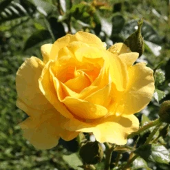 Reminiscent® Yellow Rose