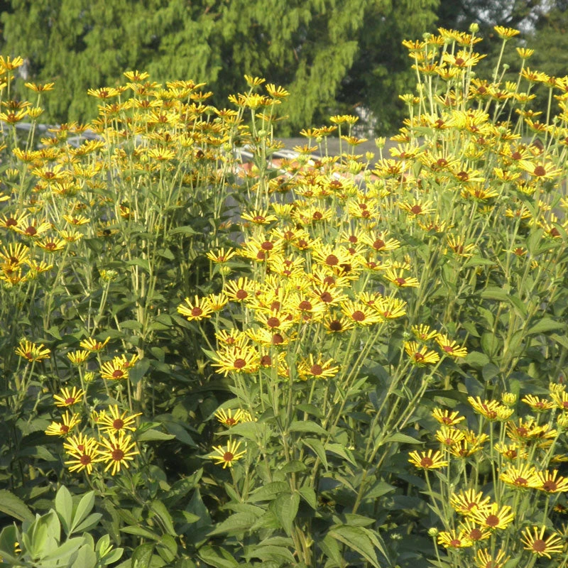 'Henry Eilers' Sweet Coneflower (Rudbeckia) 2 'Henry Eilers' Sweet Coneflower (Rudbeckia) - Image 2