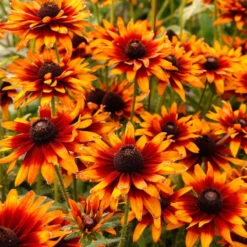 'Summer Sienna' Sweet Coneflower (Rudbeckia) -Flower Shop Rudbeckia Summer Sienna 1