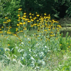 Giant Coneflower (Rudbeckia)