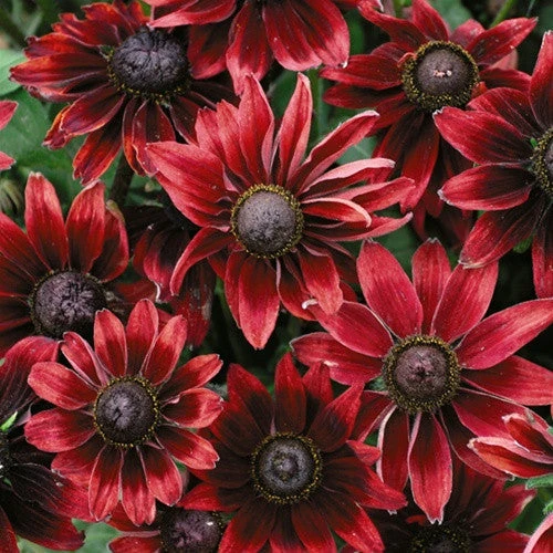'Cherry Brandy' Rudbeckia 1 'Cherry Brandy' Rudbeckia