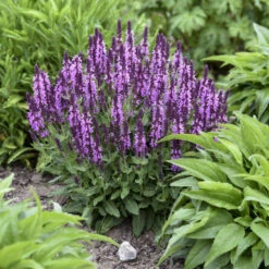 'Pink Profusion' Salvia -Flower Shop Salvianemorosa PinkProfusion PP31435CPBRAF0001lowres