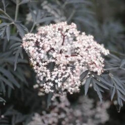 Black Lace® Elderberry 10 Black Lace® Elderberry -Flower Shop Sambucus Black Lace 2 P 2c181c6b add6 4d91 a371 7092c4b2fa11 sw