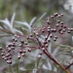 Black Lace® Elderberry 12 Black Lace® Elderberry -Flower Shop Sambucus Black Lace 6 P d5026fff ac27 4405 91a6 ded5ac7d0249 sw