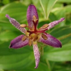 'Samurai' Toad Lily (Tricyrtis)