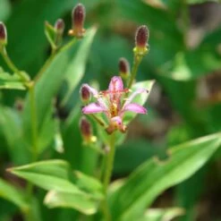 'Samurai' Toad Lily (Tricyrtis) -Flower Shop Samurai ToadLily Tricyrtisformosana 2