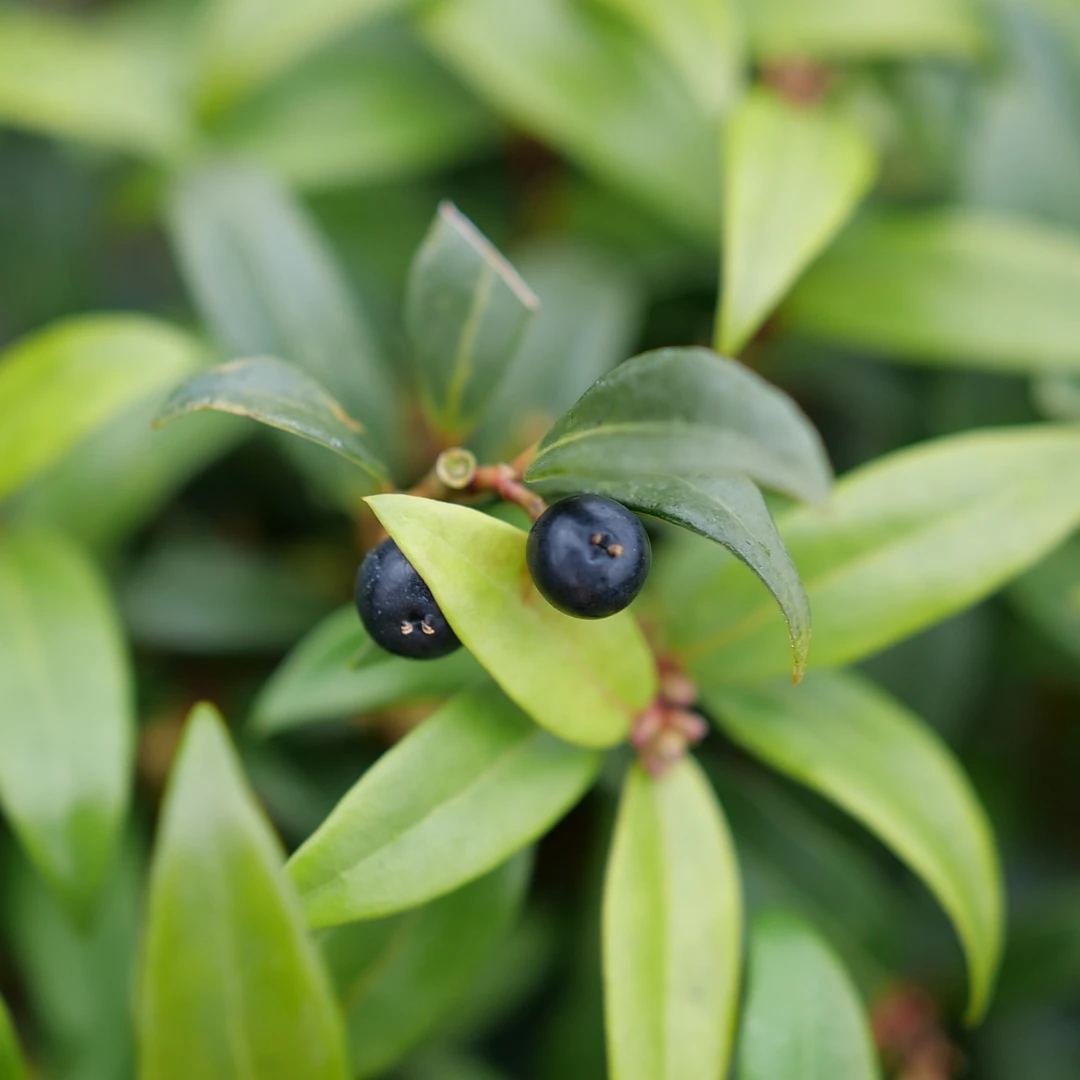 Sweet & Lo™ Sweet Box 2 Sweet & Lo™ Sweet Box - Image 2