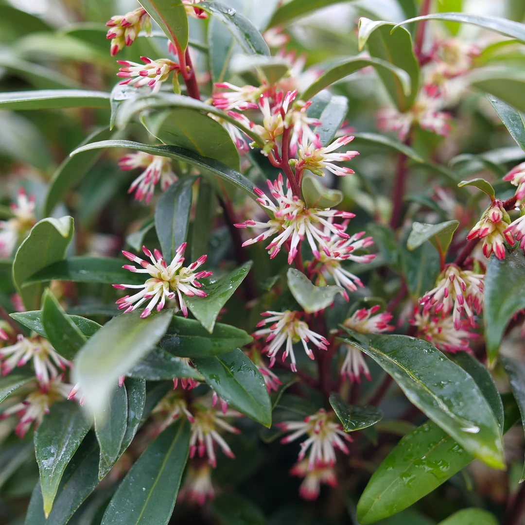 Sweet & Lo™ Sweet Box 1 Sweet & Lo™ Sweet Box