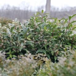 Sweet & Lo™ Sweet Box 9 Sweet & Lo™ Sweet Box -Flower Shop SarcococcaSweetLoP1140831 1080x1080 9a3d0f4