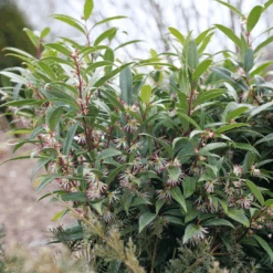 Sweet & Lo™ Sweet Box 10 Sweet & Lo™ Sweet Box -Flower Shop SarcococcaSweetLoP1150870 1080x1080 9ba8878