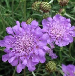 'Butterfly Blue' Pincushion Flower -Flower Shop Scabiosa butterfly blue 2 sw