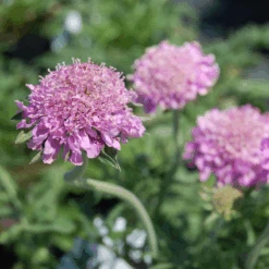 'Pink Mist' Pincushion Flower (Scabiosa)